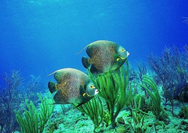 環(huán)境影響評(píng)價(jià)、排污許可證、應(yīng)急預(yù)案